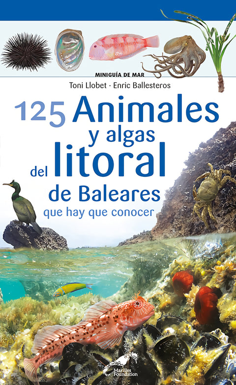  125 Animales y algas del litoral de Baleares que hay que conocer 
