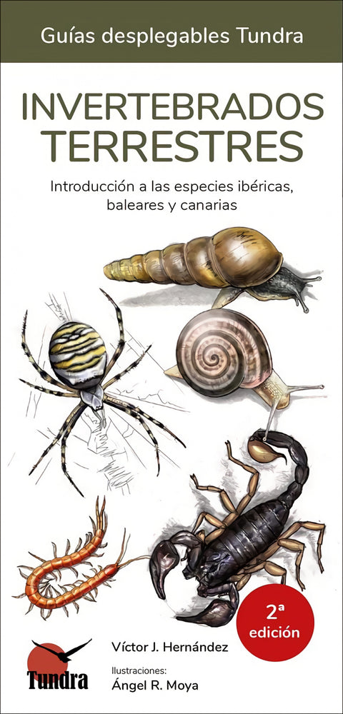  INVERTEBRADOS TERRESTRES - GUIAS DESPLEGABLES TUNDRA 