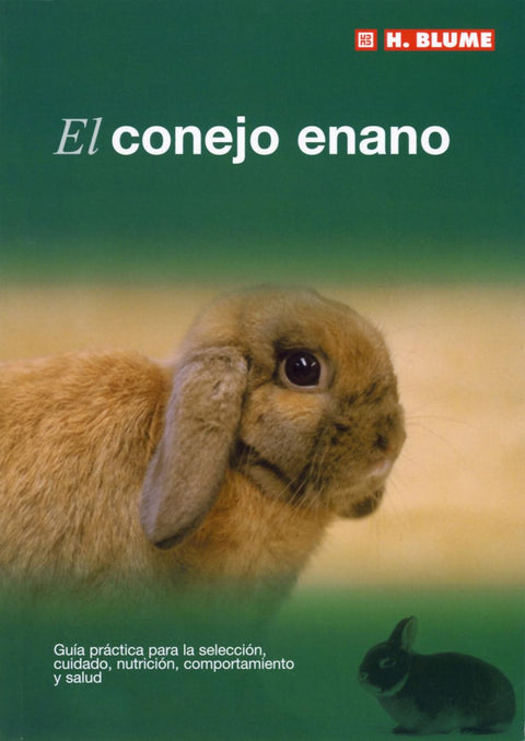  Conejo enano 