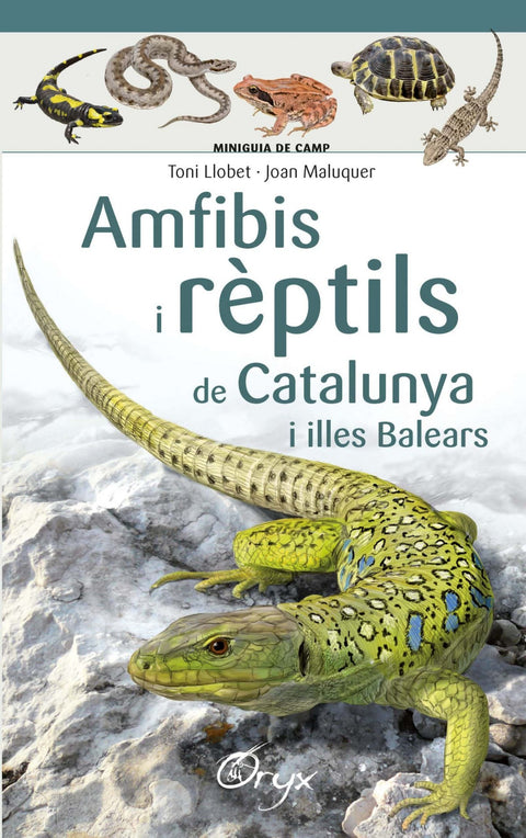  AMFIBIS I RÉPTILS DE CATALUNYA I ILLES BALEARS 