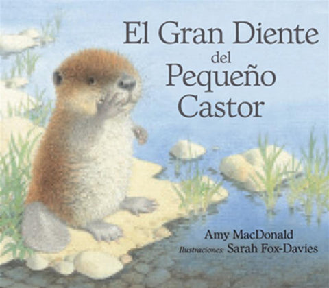  El gran diente del pequeño castor 