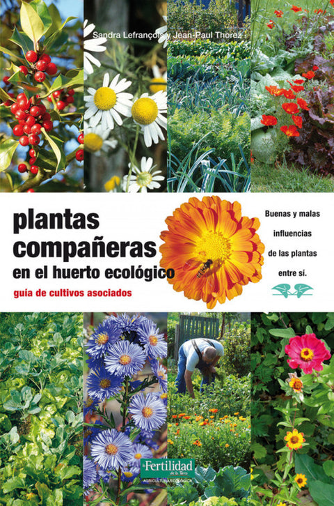  Plantas compañeras del huerto 